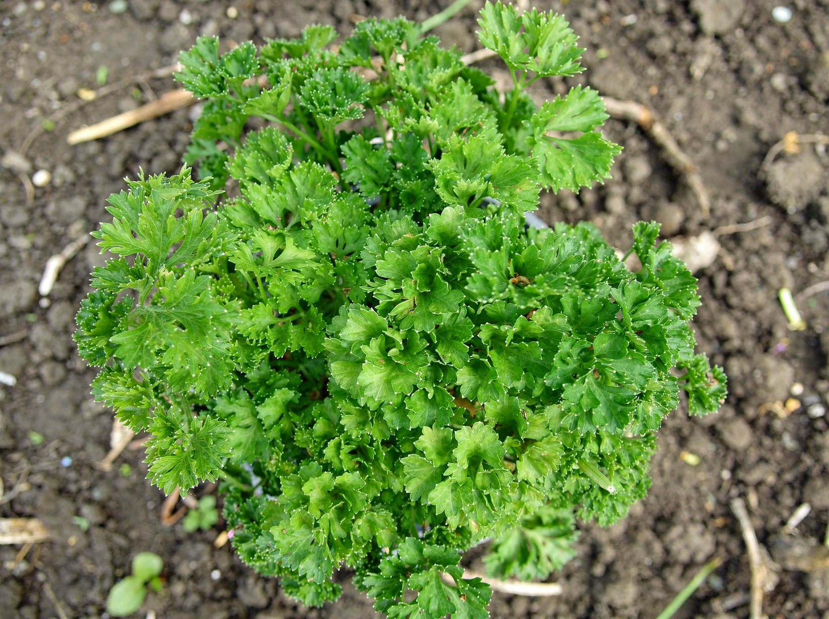 Parsley — hero (AI-generated reference image)